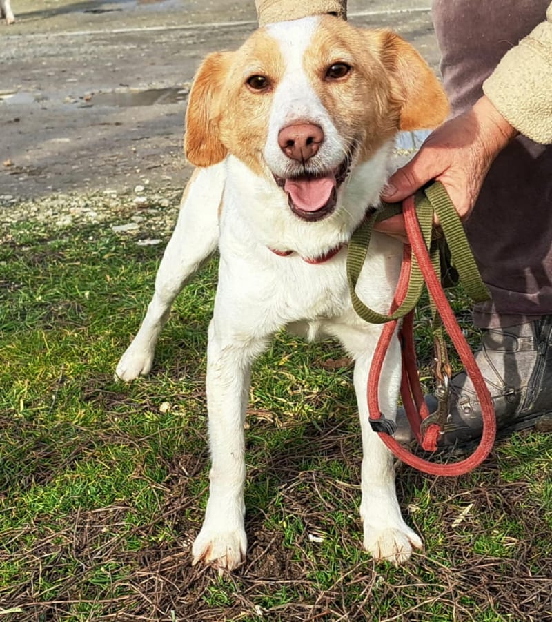🐾❤️ Mag 2025 eindelijk het jaar worden waarin KATE alias "KAATJE" al haar pech achter zich laat? ❤️🐾