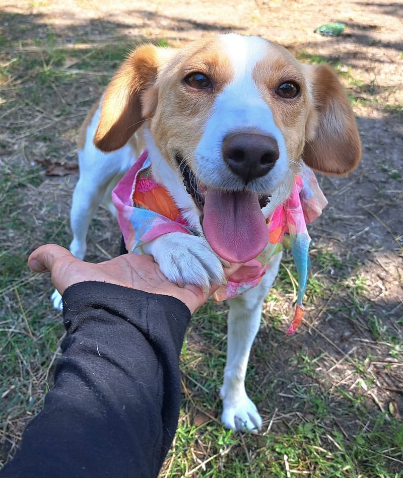 🐾❤️ Mag 2025 eindelijk het jaar worden waarin KATE alias "KAATJE" al haar pech achter zich laat? ❤️🐾