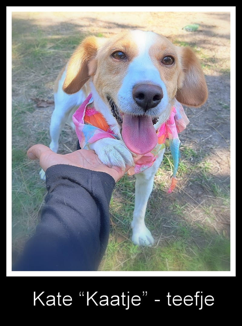 🐾❤️ Mag 2025 eindelijk het jaar worden waarin KATE alias "KAATJE" al haar pech achter zich laat? ❤️🐾