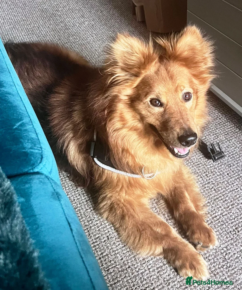 🐾✨ Ontmoet M O N T Y – een zachtaardige kleine gentleman ✨🐾