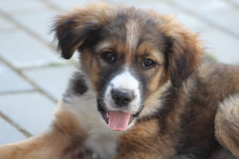 *** GEADOPTEERD *** 🐾✨ Ontmoet N A L A – een klein zonnestraaltje met een groot hart ✨🐾