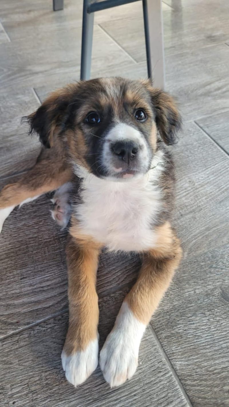 *** GEADOPTEERD *** 🐾✨ Ontmoet N A L A – een klein zonnestraaltje met een groot hart ✨🐾