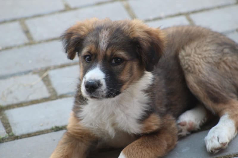 *** GEADOPTEERD *** 🐾✨ Ontmoet N A L A – een klein zonnestraaltje met een groot hart ✨🐾