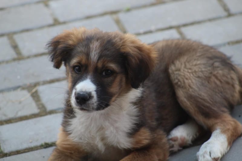 *** GEADOPTEERD *** 🐾✨ Ontmoet N A L A – een klein zonnestraaltje met een groot hart ✨🐾