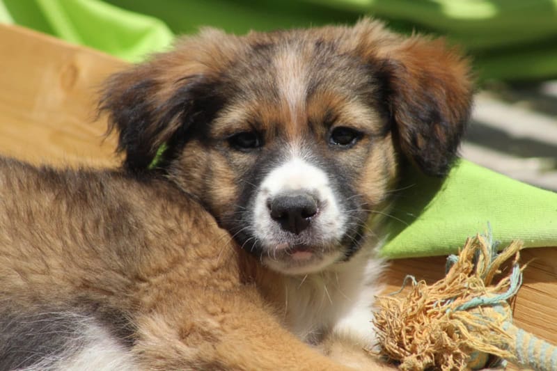 *** GEADOPTEERD *** 🐾✨ Ontmoet N A L A – een klein zonnestraaltje met een groot hart ✨🐾