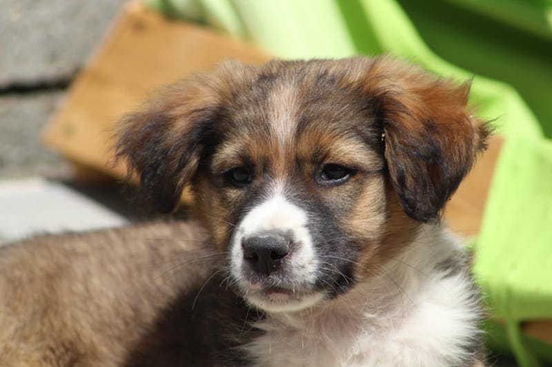 *** GEADOPTEERD *** 🐾✨ Ontmoet N A L A – een klein zonnestraaltje met een groot hart ✨🐾