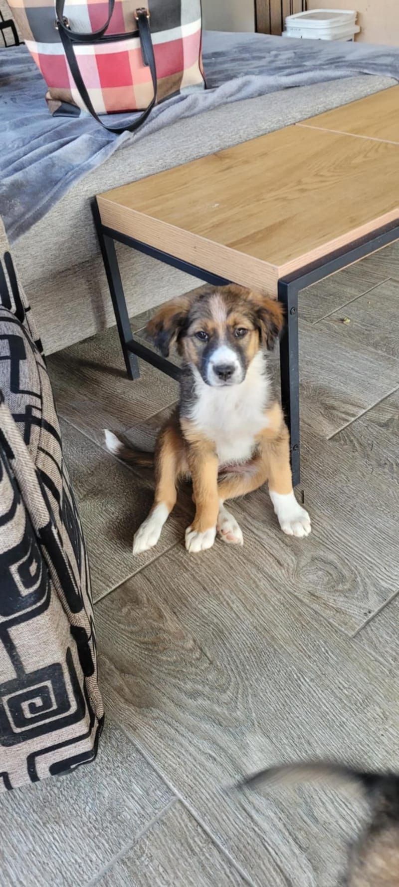 *** GEADOPTEERD *** 🐾✨ Ontmoet N A L A – een klein zonnestraaltje met een groot hart ✨🐾