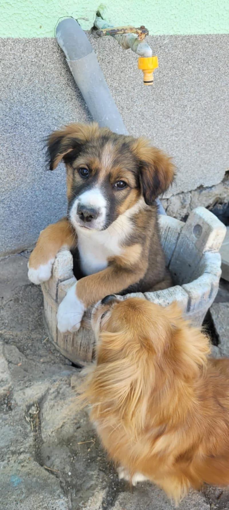 *** GEADOPTEERD *** 🐾✨ Ontmoet N A L A – een klein zonnestraaltje met een groot hart ✨🐾