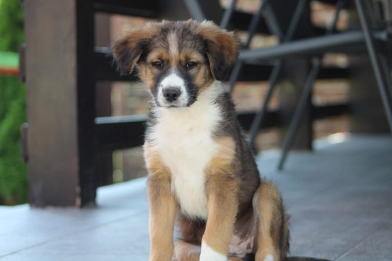 *** GEADOPTEERD *** 🐾✨ Ontmoet N A L A – een klein zonnestraaltje met een groot hart ✨🐾