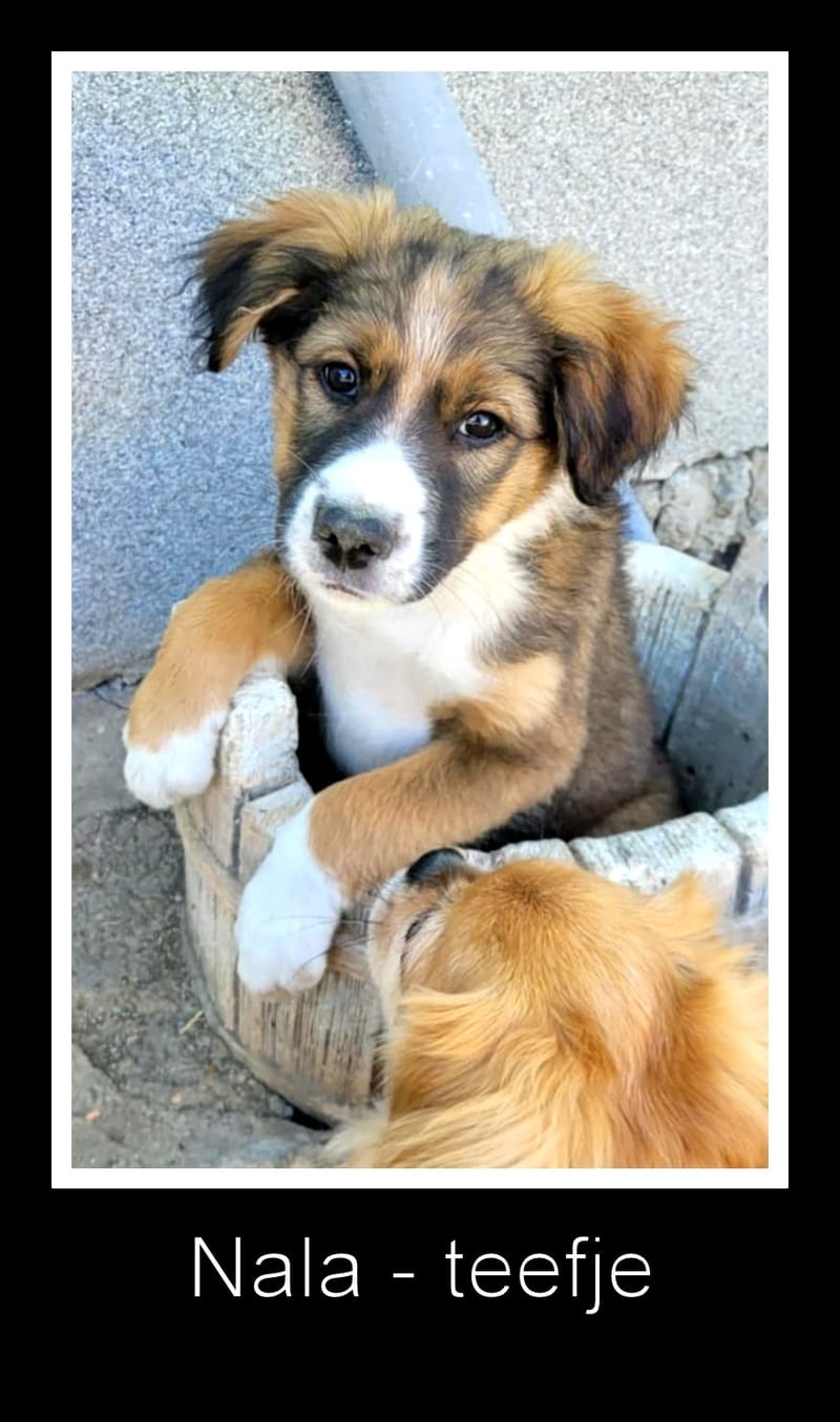*** GEADOPTEERD *** 🐾✨ Ontmoet N A L A – een klein zonnestraaltje met een groot hart ✨🐾