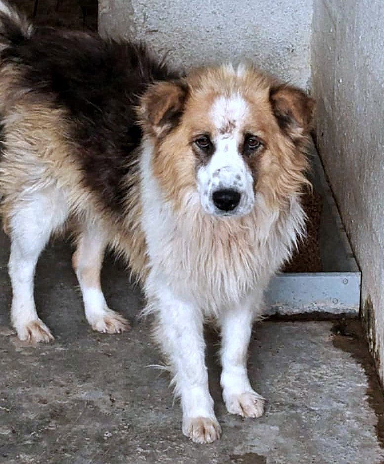 *** GEADOPTEERD UK *** 🐾 - Milo – onze zachte, pluizige knuffelbeer 🐾