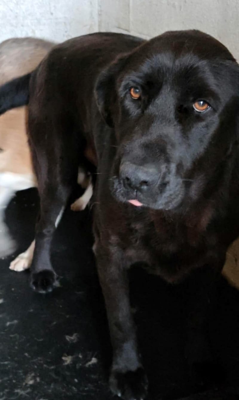 🐾 Teddy – onze zwarte parel met de gouden ziel 🐾