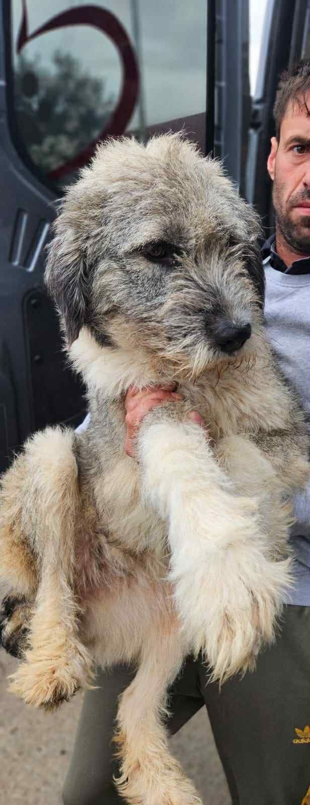 ***  PRE RESERVATIE  ***   💖 EVA "EEFJE" – een liefdevolle zachtaardige schoonheid 💖