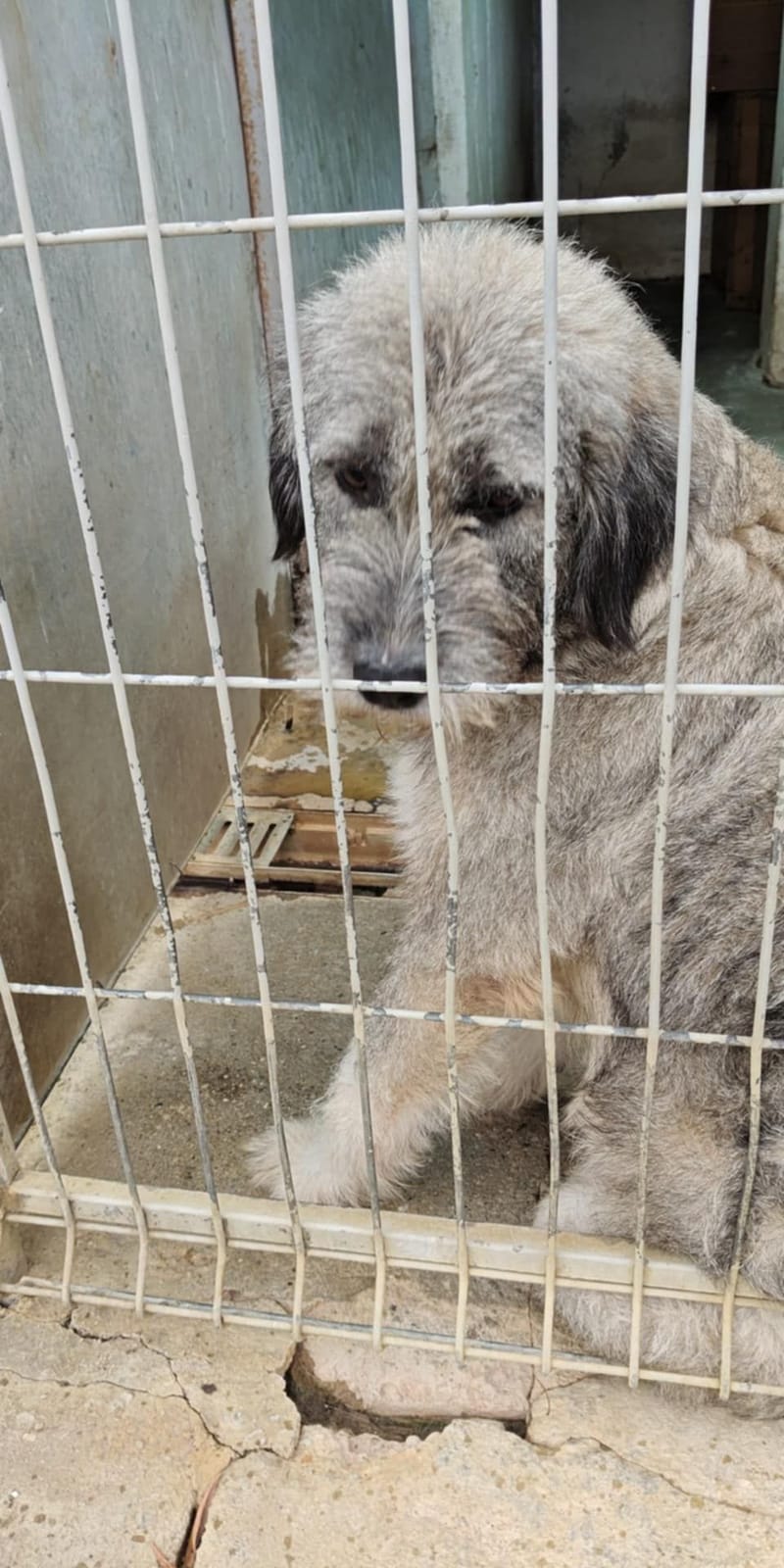 ***  PRE RESERVATIE  ***   💖 EVA "EEFJE" – een liefdevolle zachtaardige schoonheid 💖