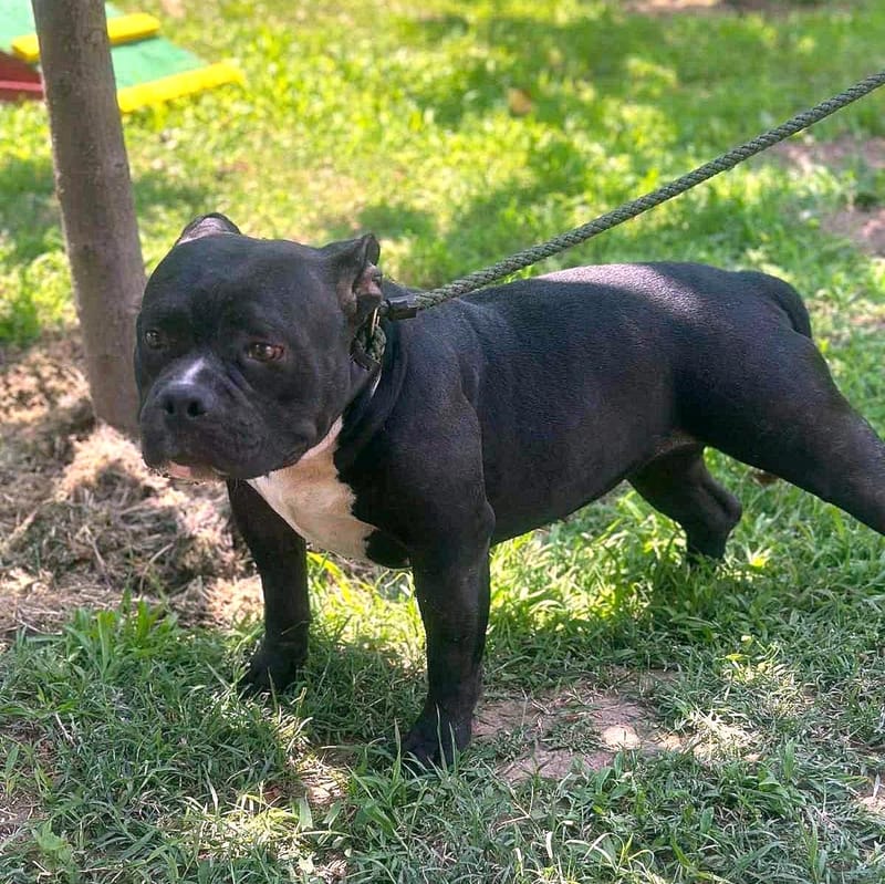 🌸 C H A R L O T T E   (L O T J E) 🌸