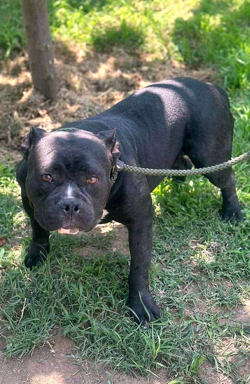 🌸 C H A R L O T T E   (L O T J E) 🌸