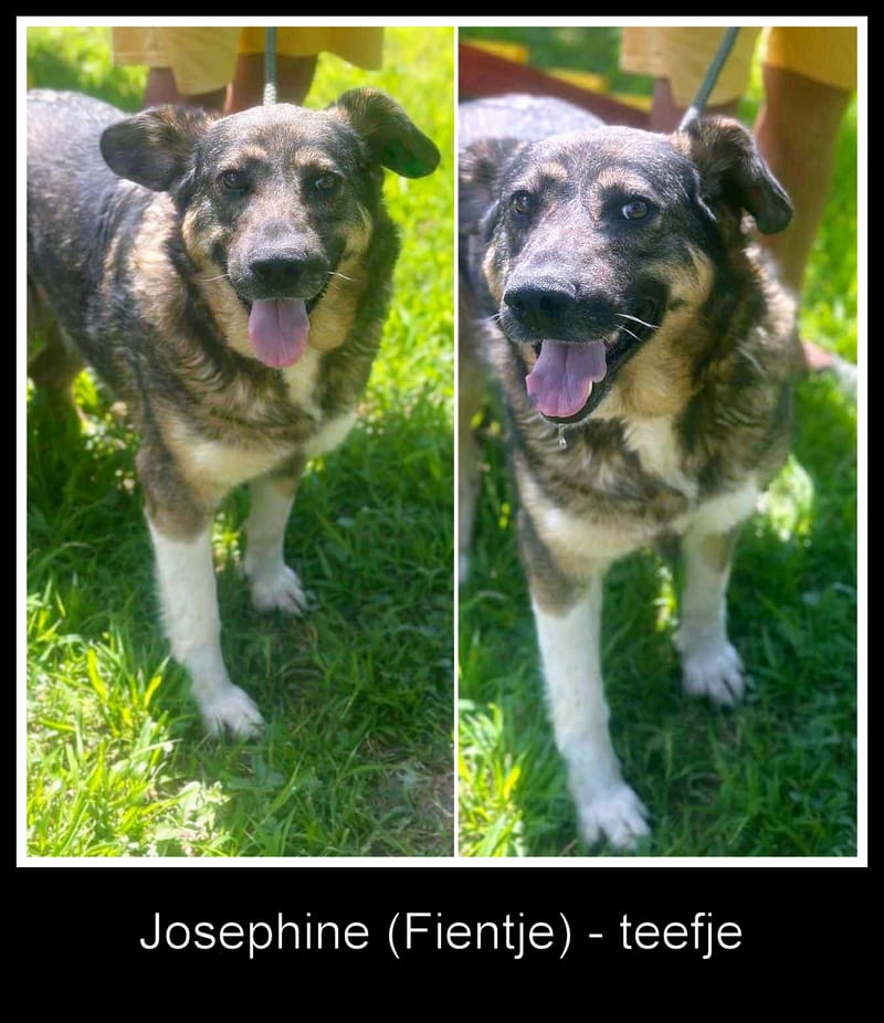 💖 JOSEPHINE – alias "Fientje" – Een hart van goud in een stoer jasje 💖