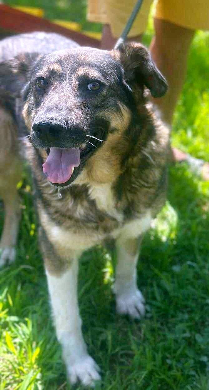 💖 JOSEPHINE – alias "Fientje" – Een hart van goud in een stoer jasje 💖