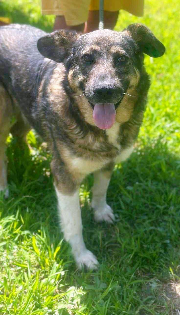 💖 JOSEPHINE – alias "Fientje" – Een hart van goud in een stoer jasje 💖