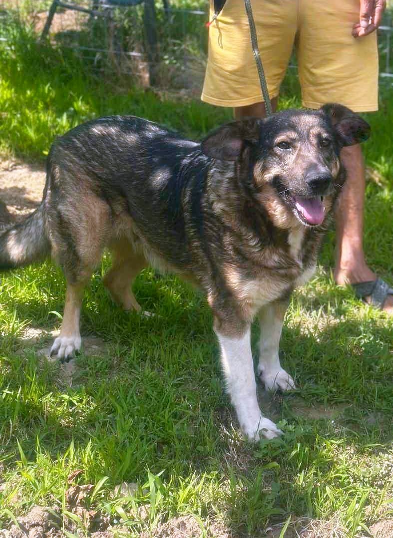 💖 JOSEPHINE – alias "Fientje" – Een hart van goud in een stoer jasje 💖