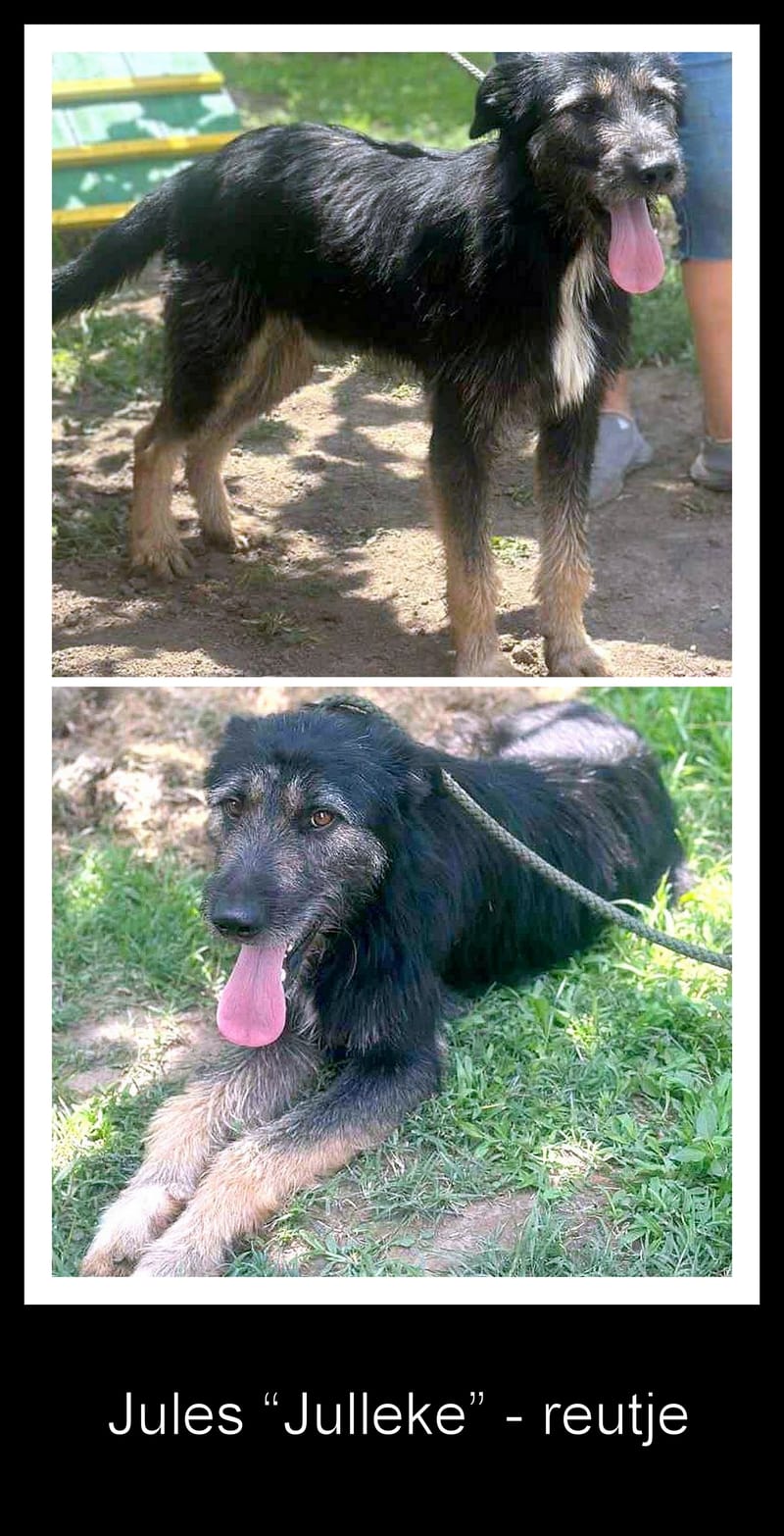 *** PRE RESERVATIE  *** 🐾 Jules – “Julleke” – een knappe jongeman met een Disney-allure 🐾