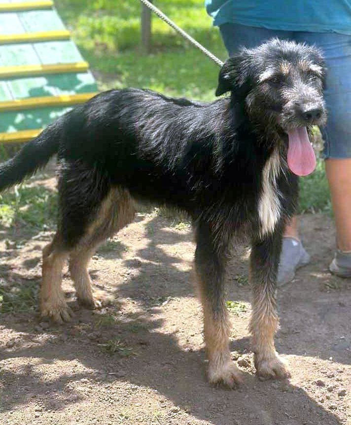 *** PRE RESERVATIE  *** 🐾 Jules – “Julleke” – een knappe jongeman met een Disney-allure 🐾