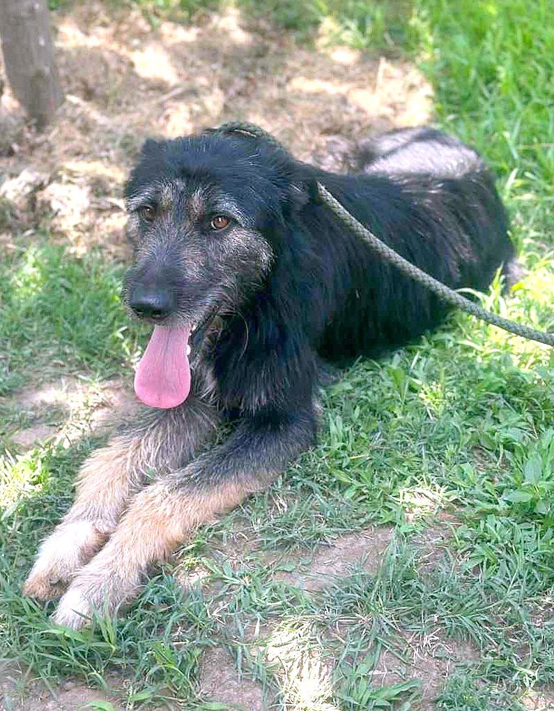 *** PRE RESERVATIE  *** 🐾 Jules – “Julleke” – een knappe jongeman met een Disney-allure 🐾