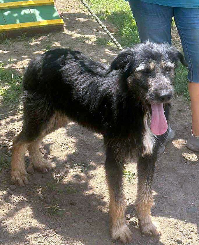 *** PRE RESERVATIE  *** 🐾 Jules – “Julleke” – een knappe jongeman met een Disney-allure 🐾