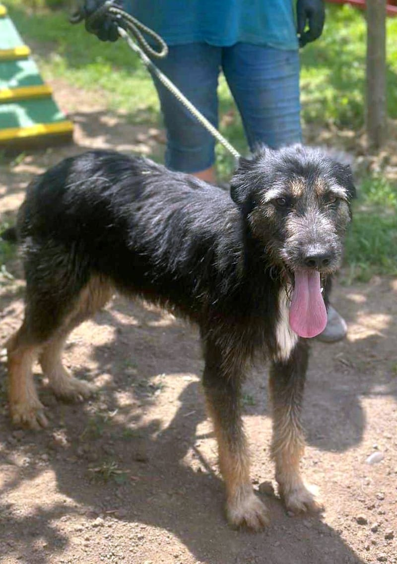 *** PRE RESERVATIE  *** 🐾 Jules – “Julleke” – een knappe jongeman met een Disney-allure 🐾