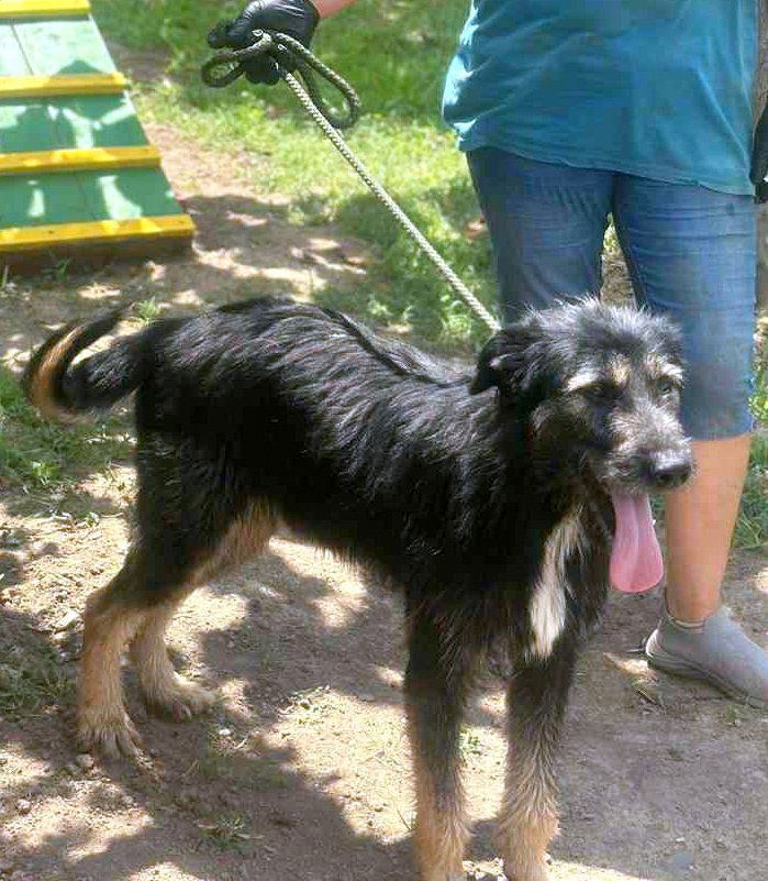 *** PRE RESERVATIE  *** 🐾 Jules – “Julleke” – een knappe jongeman met een Disney-allure 🐾