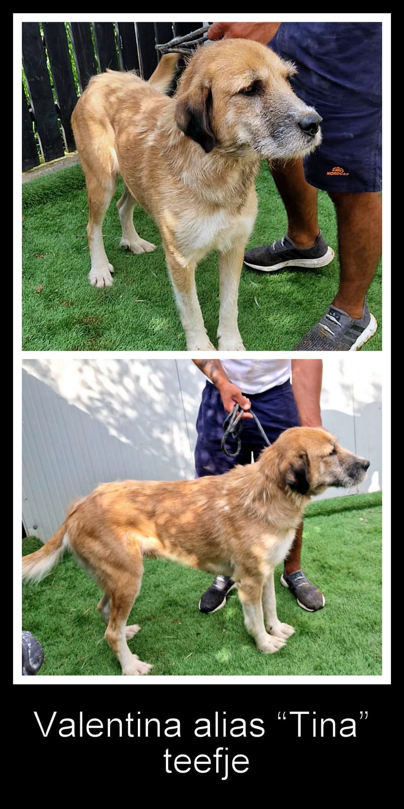 *** GEADOPTEERD *** 🐾 Valentina "Tina’ke" – gouden meisje met een hart en vacht van goud 🐾