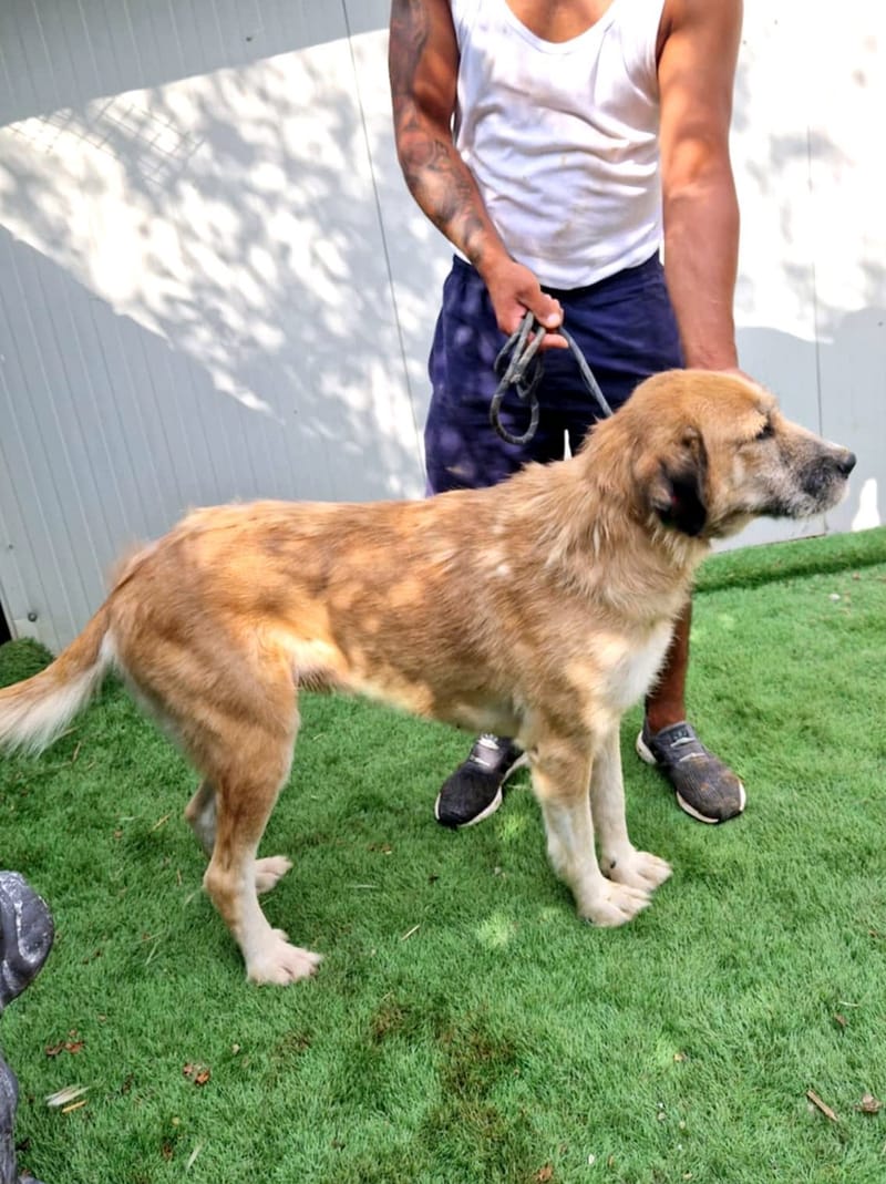 *** GEADOPTEERD *** 🐾 Valentina "Tina’ke" – gouden meisje met een hart en vacht van goud 🐾