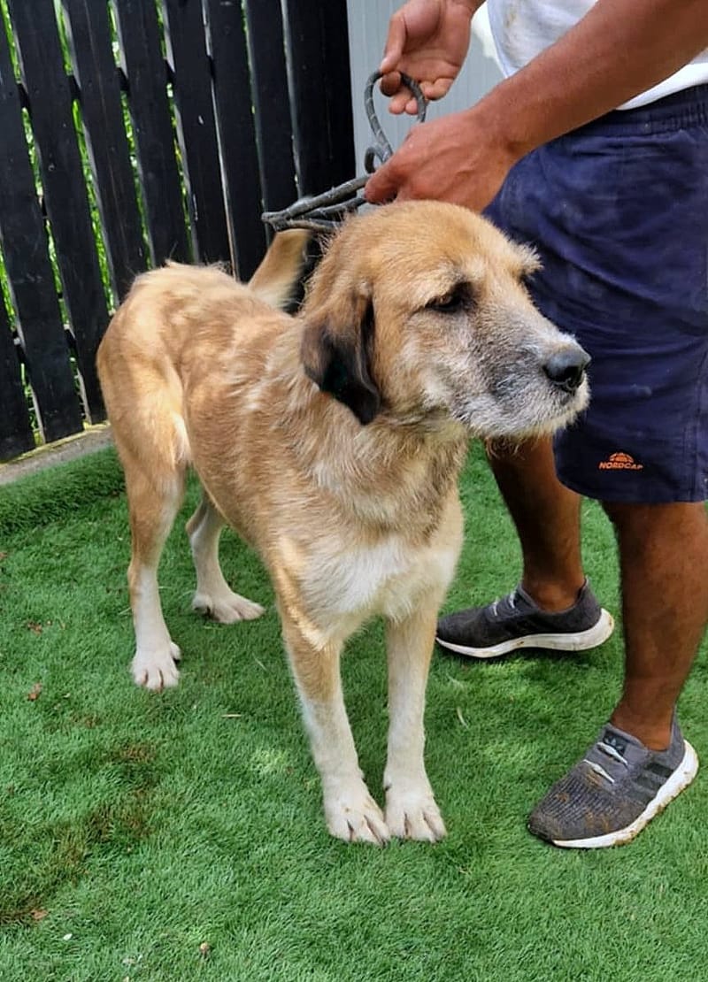 *** GEADOPTEERD *** 🐾 Valentina "Tina’ke" – gouden meisje met een hart en vacht van goud 🐾