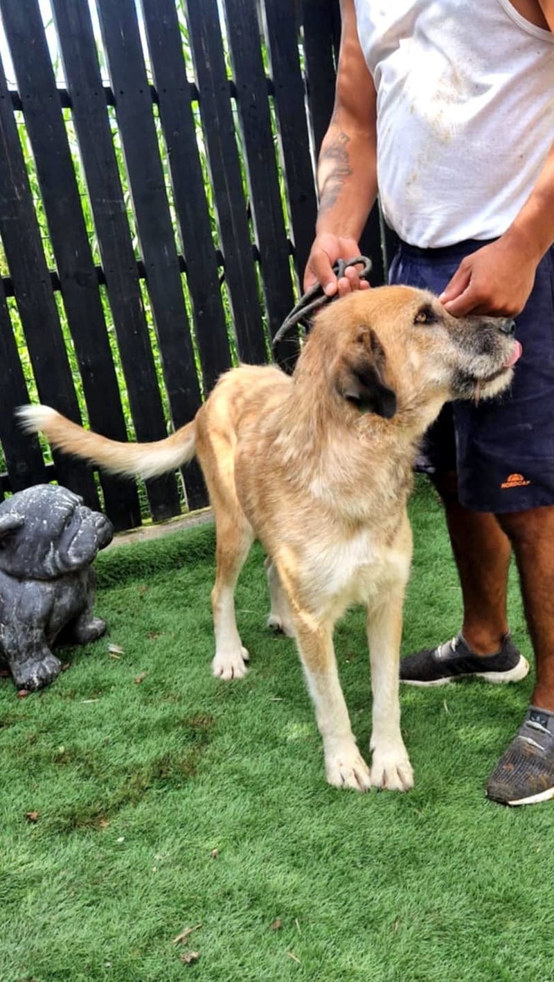 *** GEADOPTEERD *** 🐾 Valentina "Tina’ke" – gouden meisje met een hart en vacht van goud 🐾