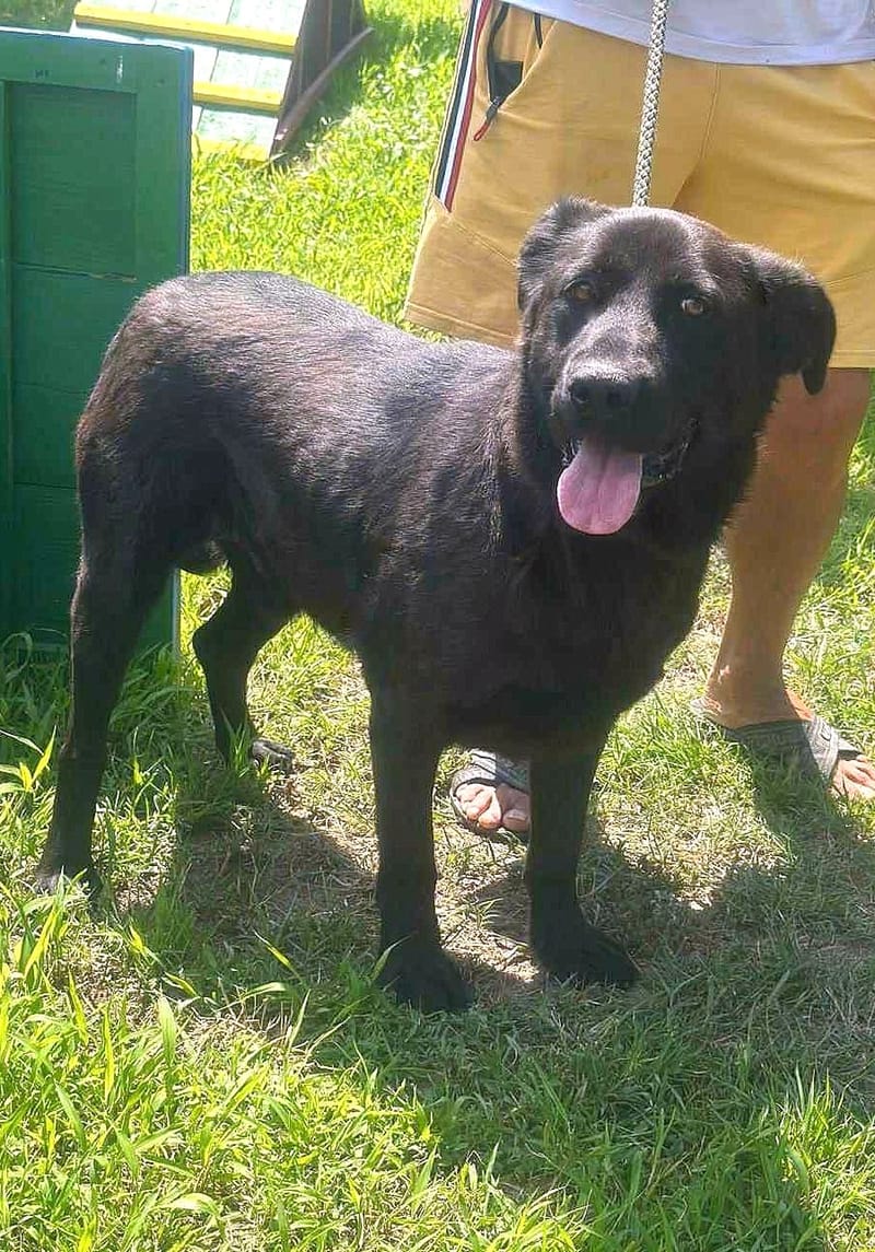 🐾 Teddy – onze zwarte parel met de gouden ziel 🐾