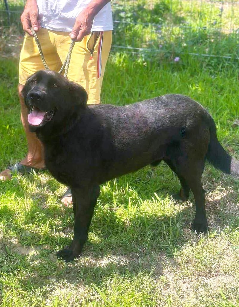 🐾 Teddy – onze zwarte parel met de gouden ziel 🐾