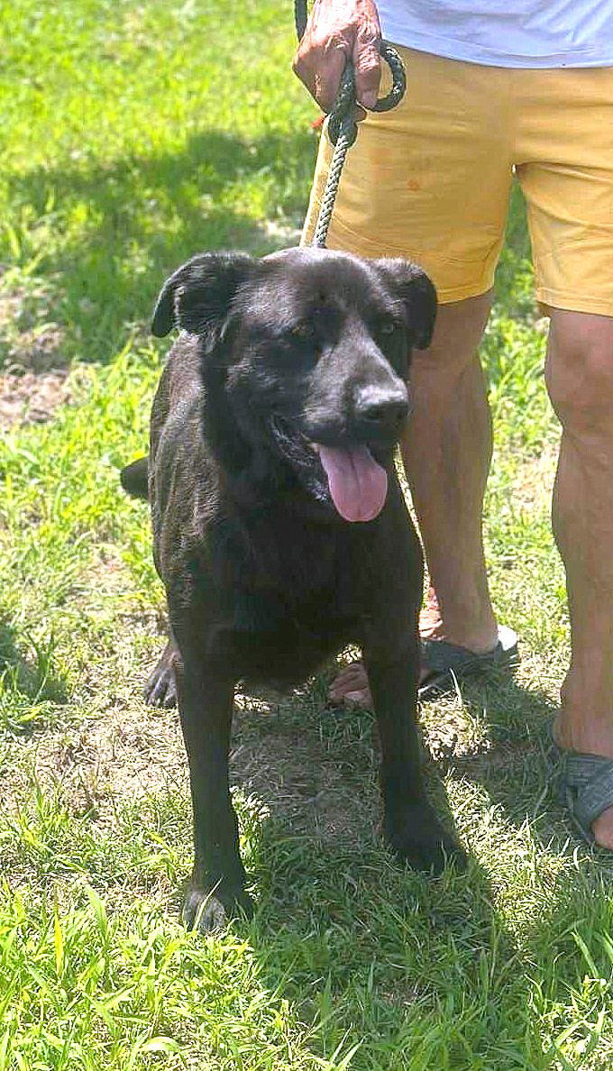 🐾 Teddy – onze zwarte parel met de gouden ziel 🐾