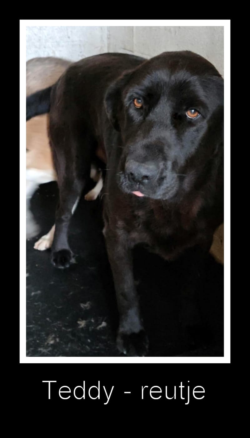 🐾 Teddy – onze zwarte parel met de gouden ziel 🐾
