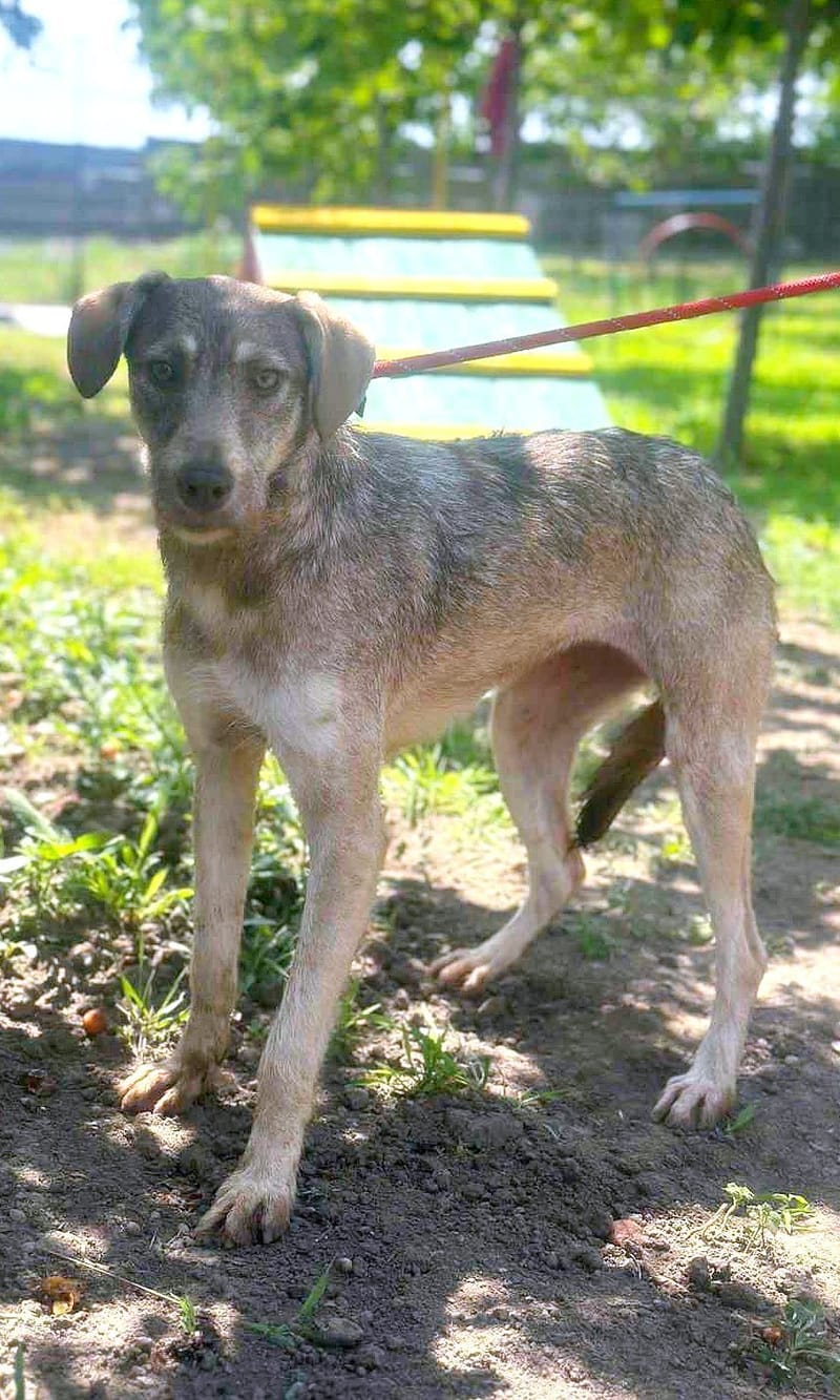 🐾 Grace – “Gracie” – een elegante dame met een zacht hart 🐾