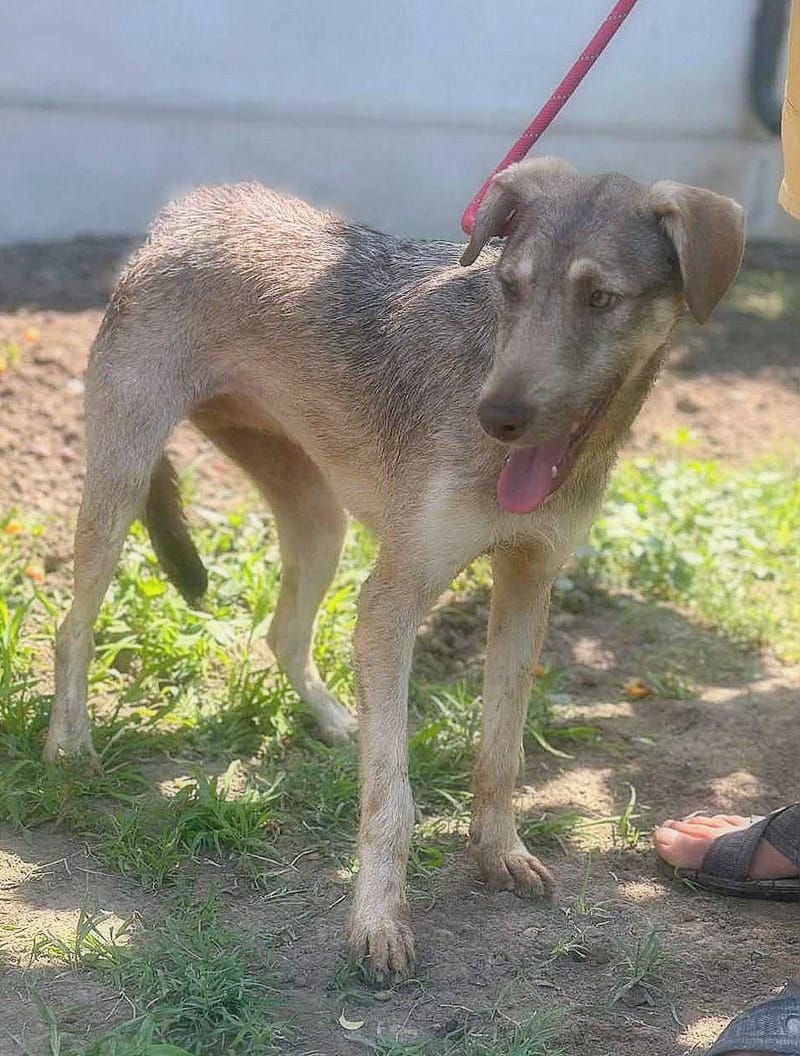 🐾 Grace – “Gracie” – een elegante dame met een zacht hart 🐾