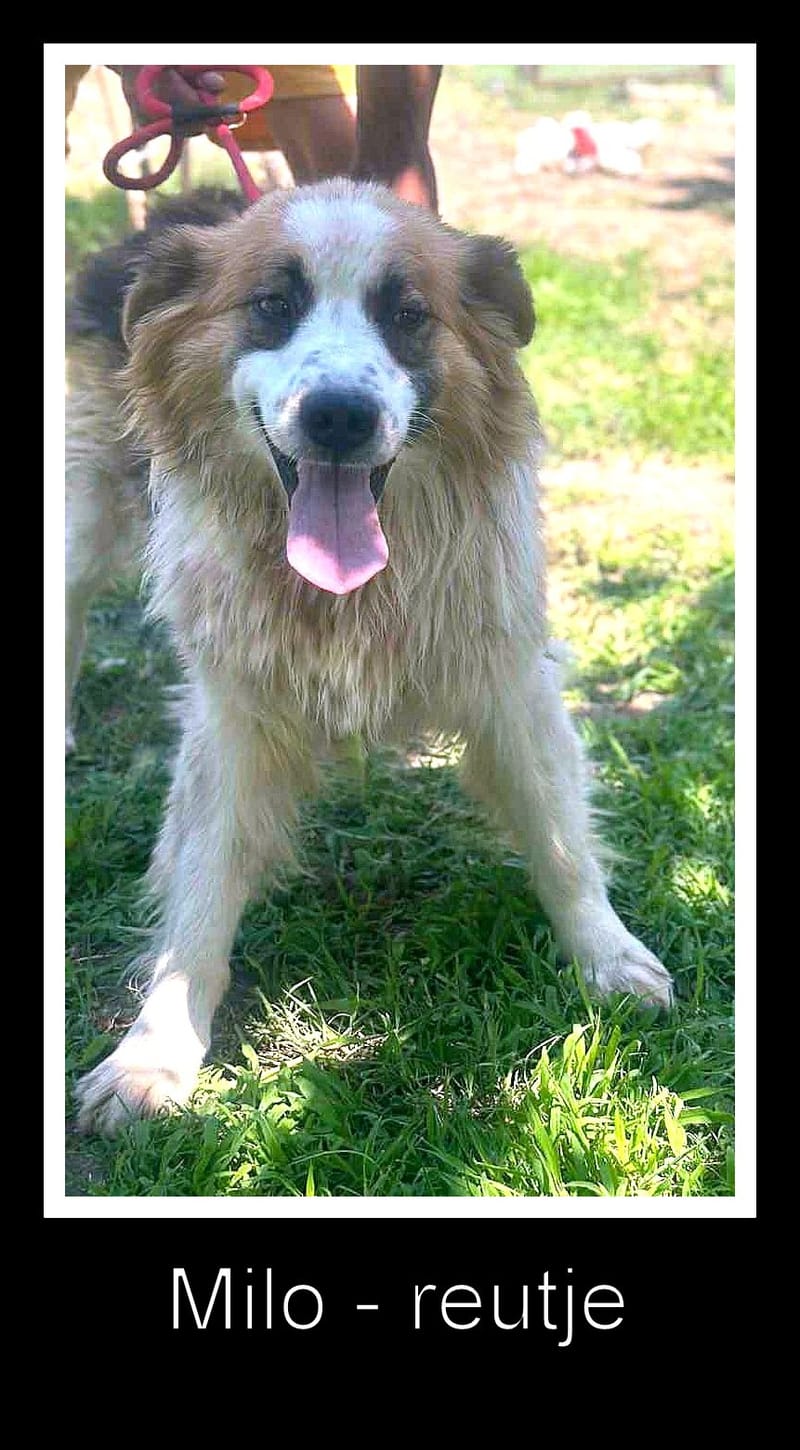 *** GEADOPTEERD UK *** 🐾 - Milo – onze zachte, pluizige knuffelbeer 🐾