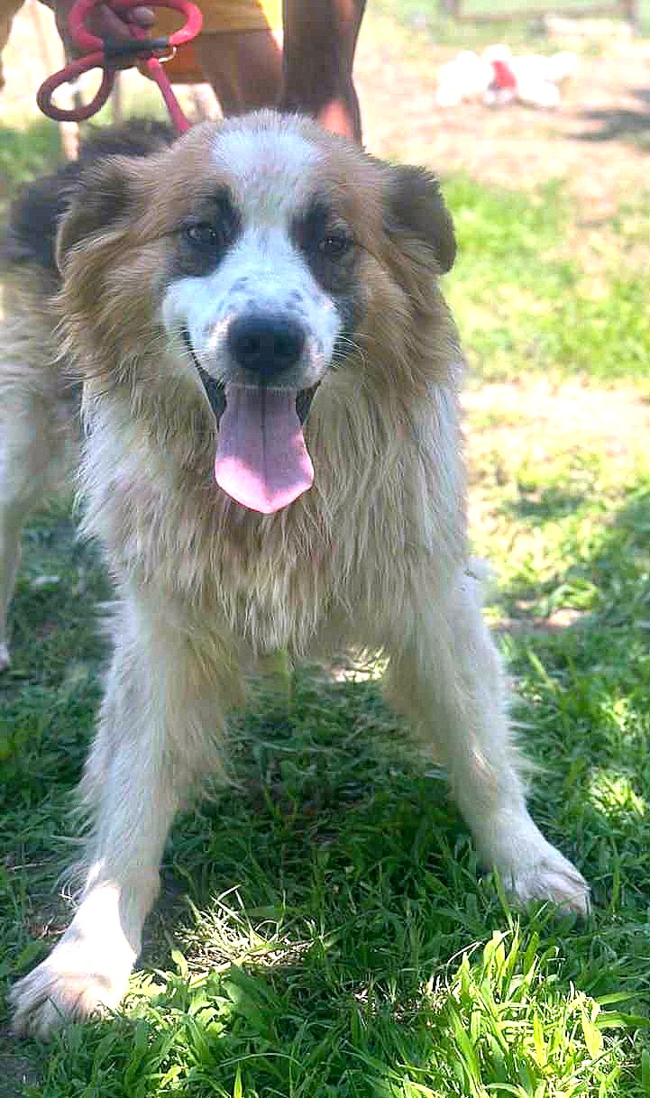 *** GEADOPTEERD UK *** 🐾 - Milo – onze zachte, pluizige knuffelbeer 🐾