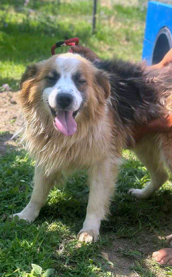 *** GEADOPTEERD UK *** 🐾 - Milo – onze zachte, pluizige knuffelbeer 🐾