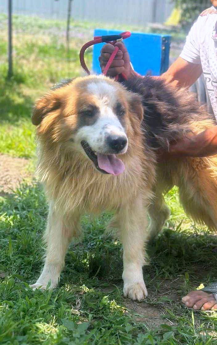 *** GEADOPTEERD UK *** 🐾 - Milo – onze zachte, pluizige knuffelbeer 🐾