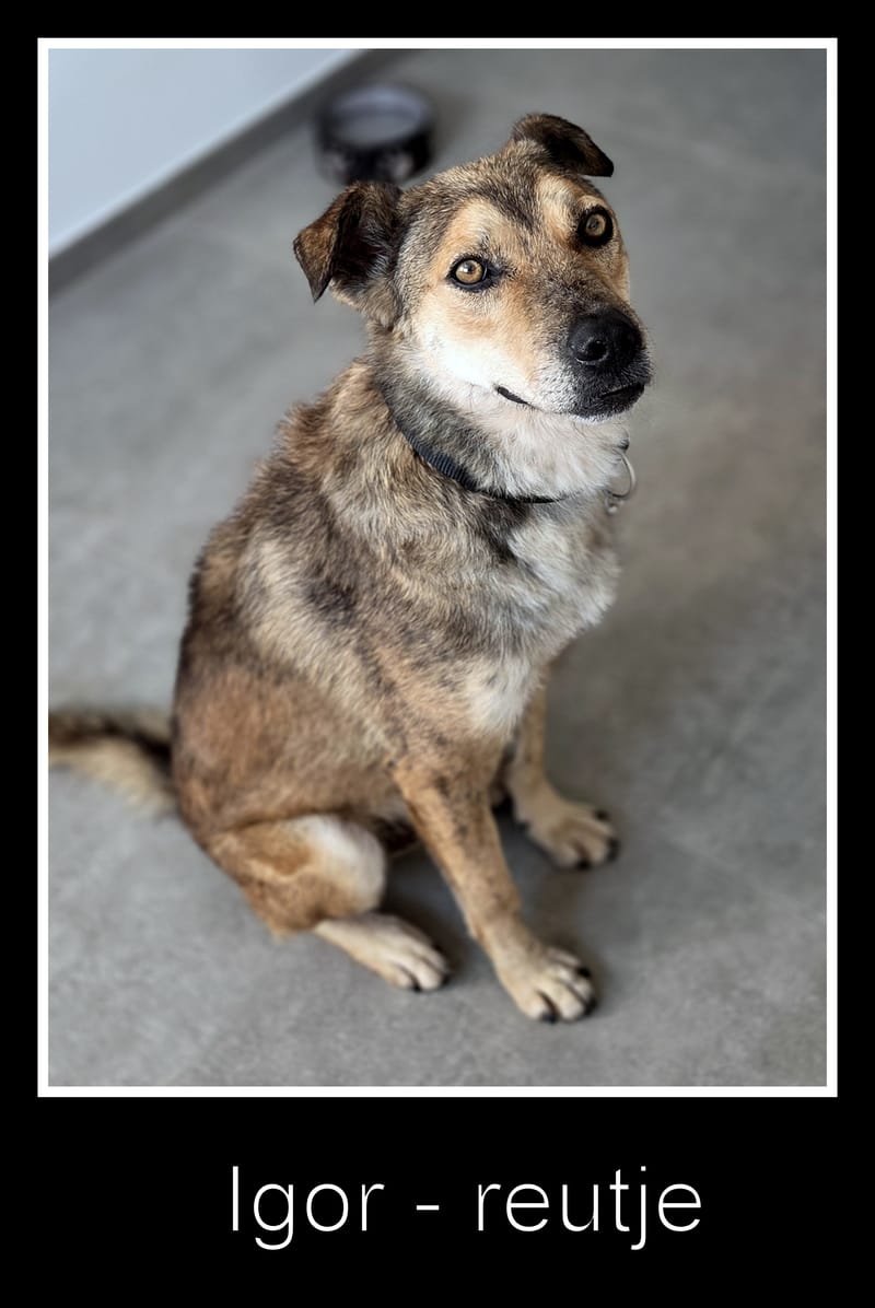 *** GEADOPTEERD *** ✨🐾 TYGO – EEN LIEVE ZACHTAARD OP ZOEK NAAR EEN FOREVER HOME 🐾✨ IN BELGIË TE BEZOEKEN!
