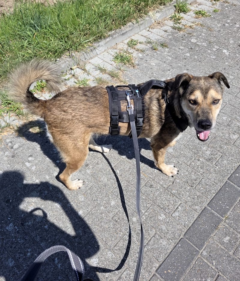 *** GEADOPTEERD *** ✨🐾 TYGO – EEN LIEVE ZACHTAARD OP ZOEK NAAR EEN FOREVER HOME 🐾✨ IN BELGIË TE BEZOEKEN!