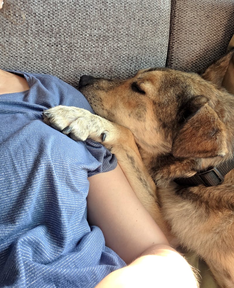 *** GEADOPTEERD *** ✨🐾 TYGO – EEN LIEVE ZACHTAARD OP ZOEK NAAR EEN FOREVER HOME 🐾✨ IN BELGIË TE BEZOEKEN!