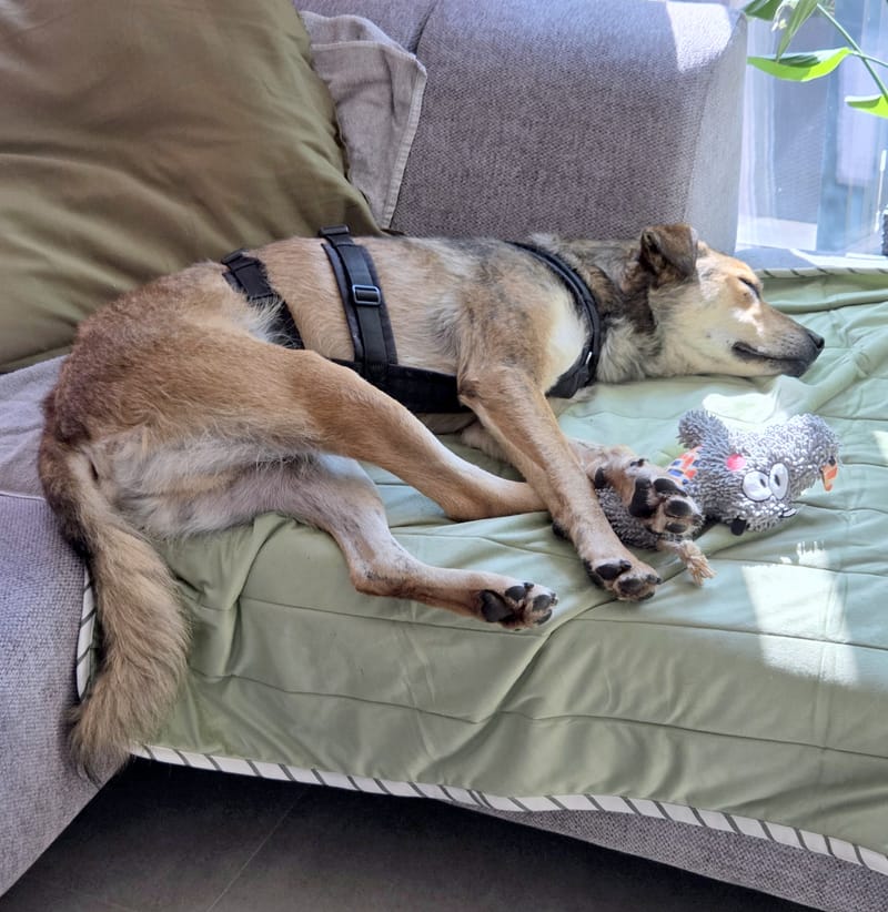 *** GEADOPTEERD *** ✨🐾 TYGO – EEN LIEVE ZACHTAARD OP ZOEK NAAR EEN FOREVER HOME 🐾✨ IN BELGIË TE BEZOEKEN!