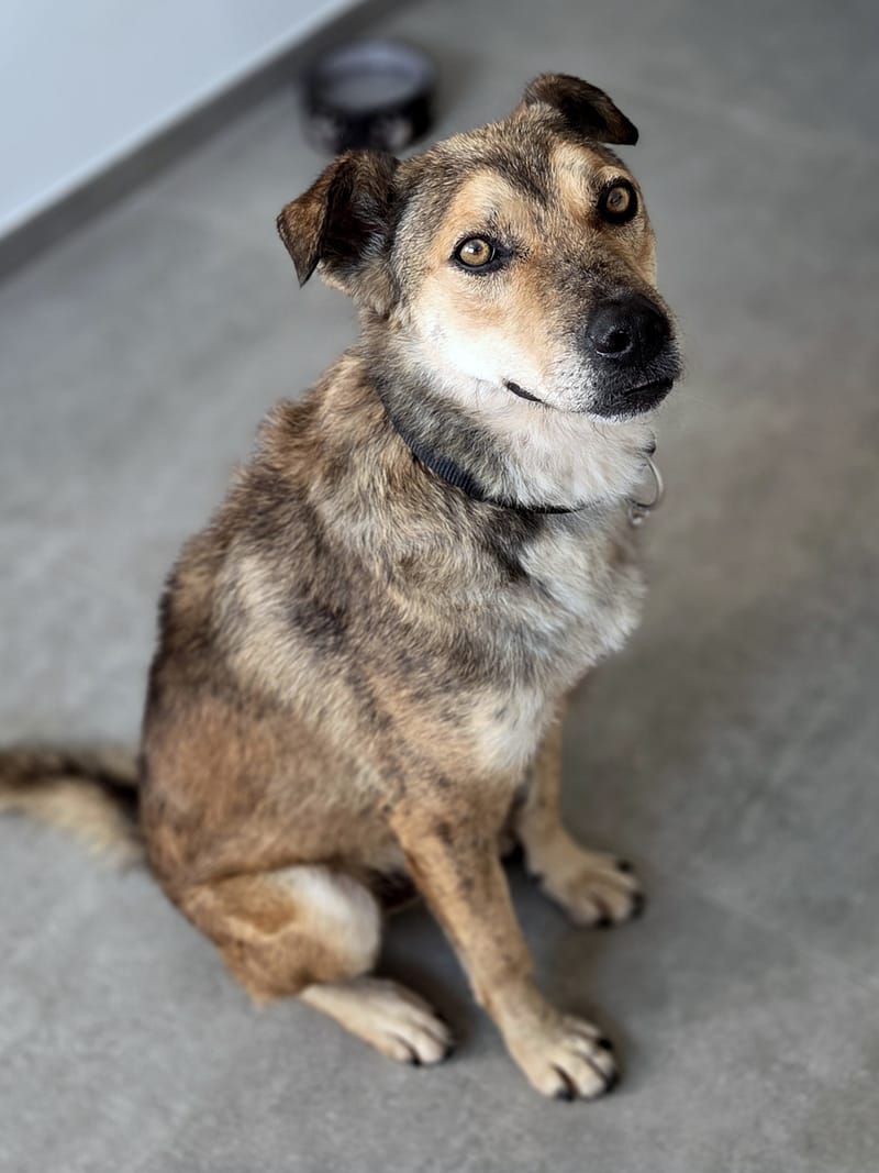 *** GEADOPTEERD *** ✨🐾 TYGO – EEN LIEVE ZACHTAARD OP ZOEK NAAR EEN FOREVER HOME 🐾✨ IN BELGIË TE BEZOEKEN!