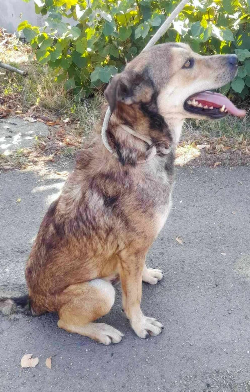 *** GEADOPTEERD *** ✨🐾 TYGO – EEN LIEVE ZACHTAARD OP ZOEK NAAR EEN FOREVER HOME 🐾✨ IN BELGIË TE BEZOEKEN!